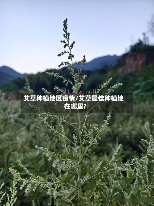 艾草种植地区疫情/艾草最佳种植地在哪里?-第3张图片