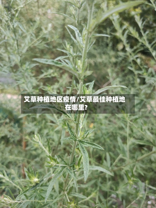 艾草种植地区疫情/艾草最佳种植地在哪里?-第1张图片